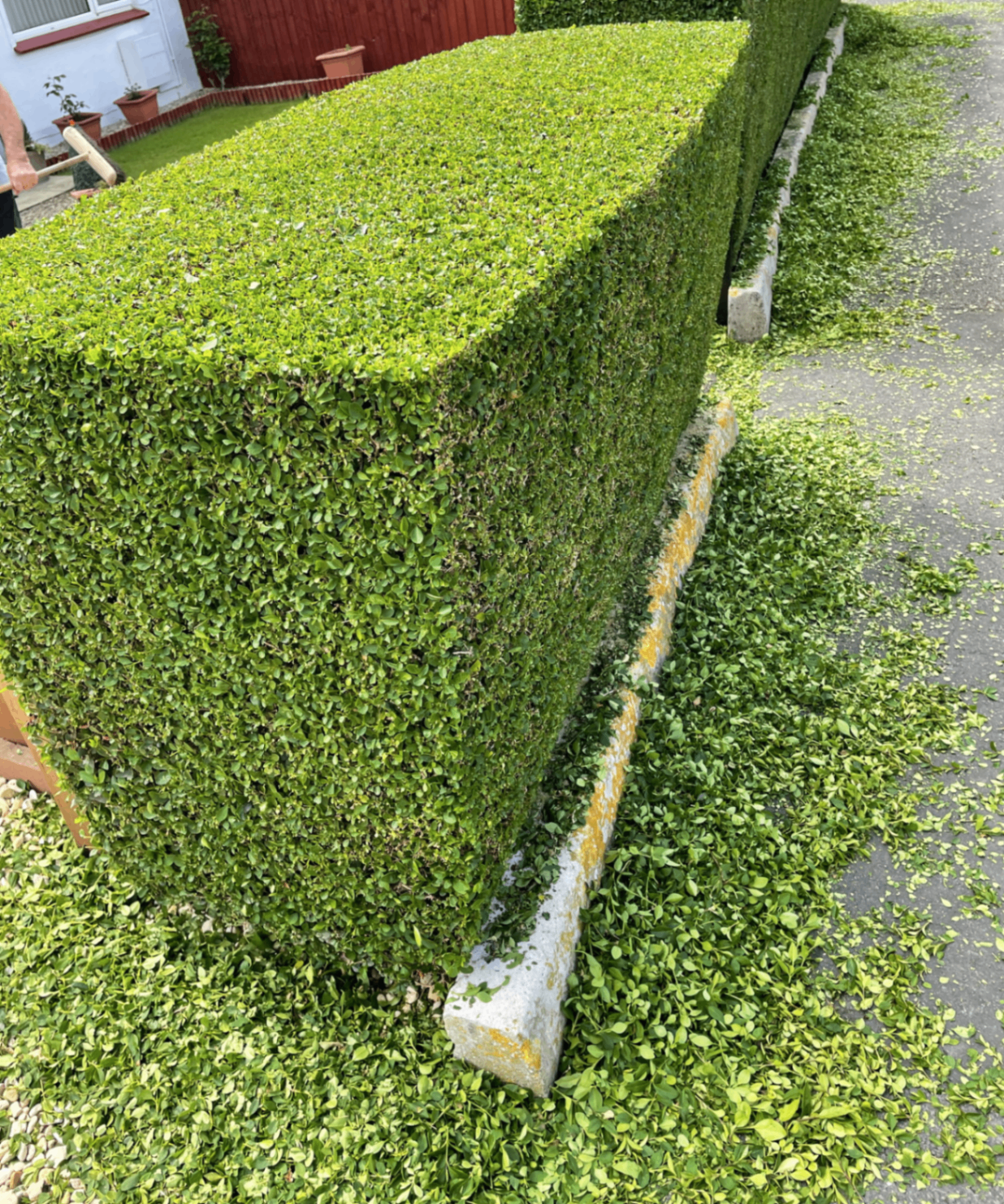 Perfectly manicured hedge