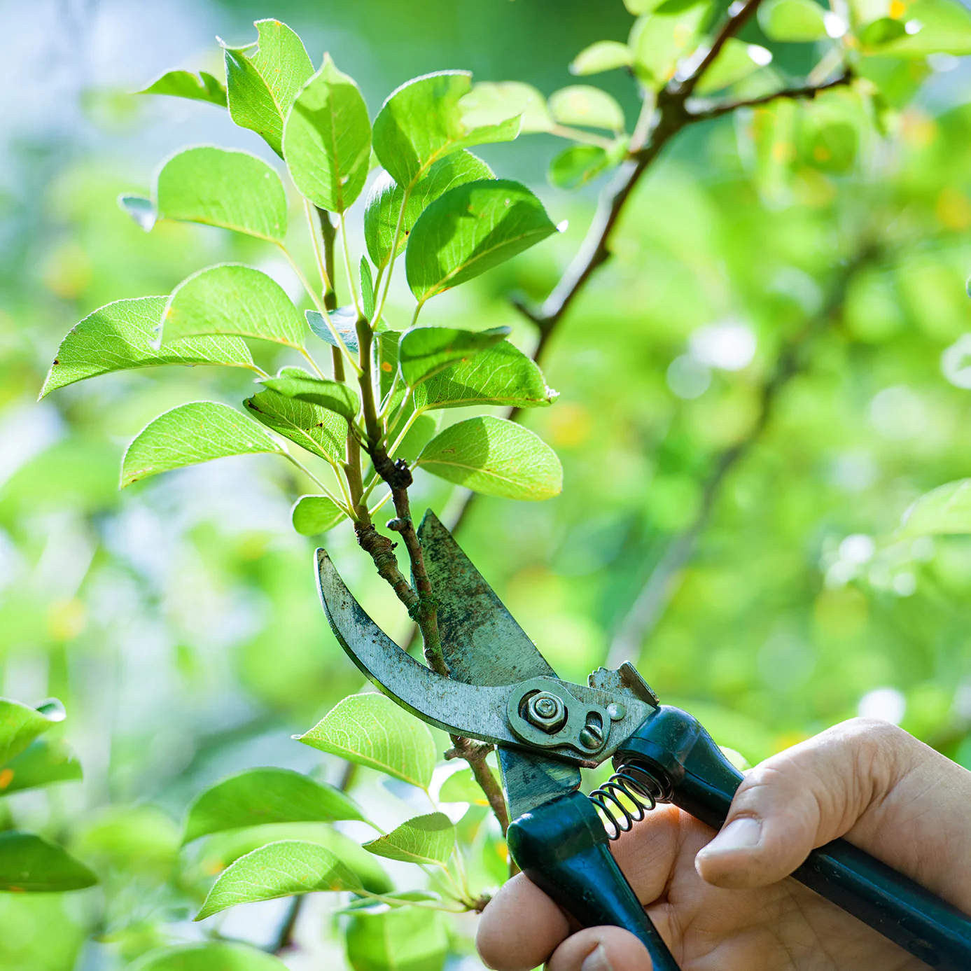 Pruning & shaping